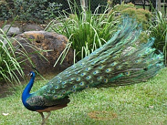 CairnsTC183 Cairns Tropical Zoo